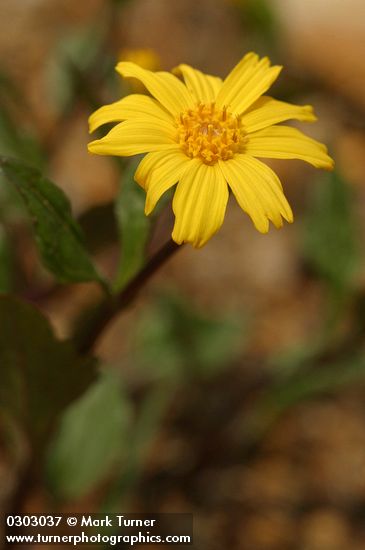 Serpentine Arnica blossom & foliage detail