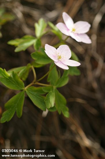 Oregon Anemone (white form)