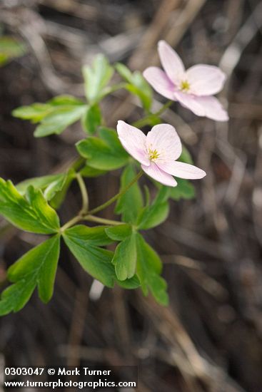 Oregon Anemone (white form)