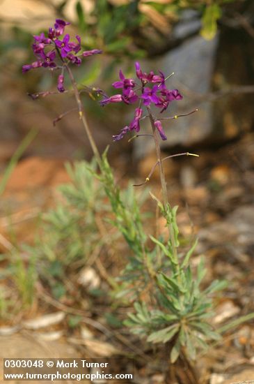 Koehler's Rockcress