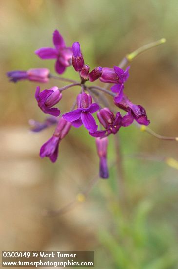 Koehler's Rockcress blossoms detail