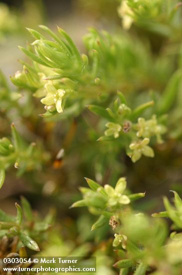 Yolla Bolly Bedstraw blossoms & foliage detail