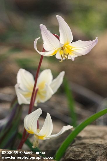 Cream Fawn Lily