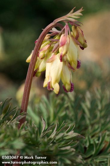 Oregon Bleeding Heart blossoms & foliage detail