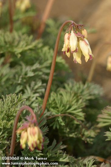Oregon Bleeding Heart blossoms & foliage