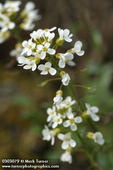 Siskiyou Pennycress blossoms detail