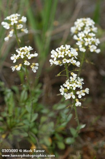 Siskiyou Pennycress