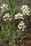 Siskiyou Pennycress