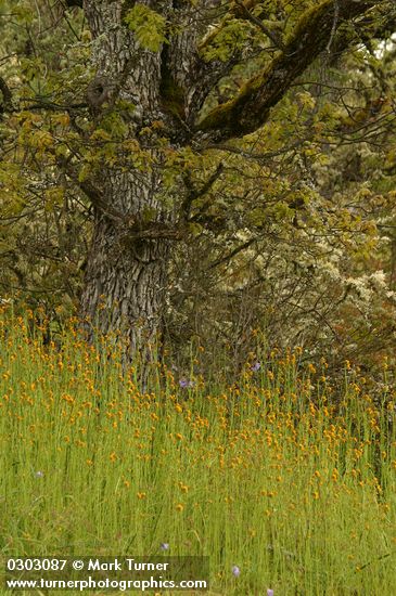 Common Fiddlenecks under Oregon White Oak
