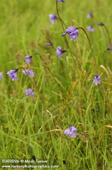 Common Brodiaea (Blue Dicks)