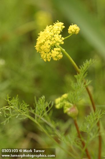 Spring Gold blossoms & foliage