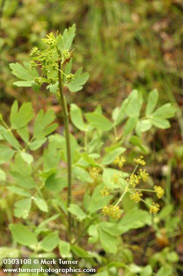 California Lomatium