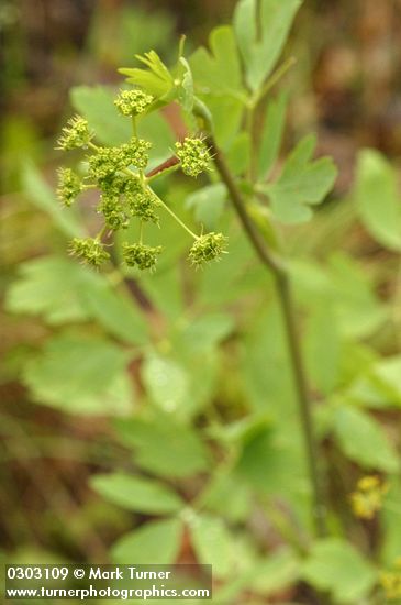 California Lomatium