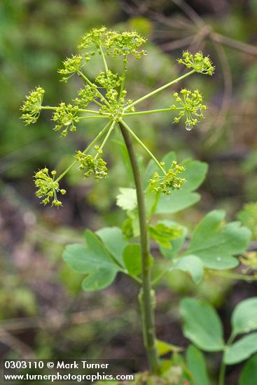 California Lomatium blossoms