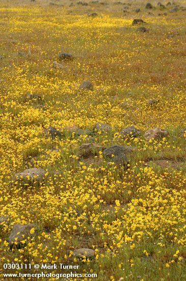 Goldfields in mounded prairie habitat