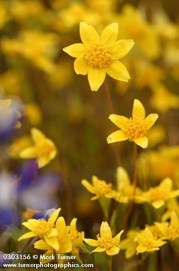 Goldfields blossoms detail