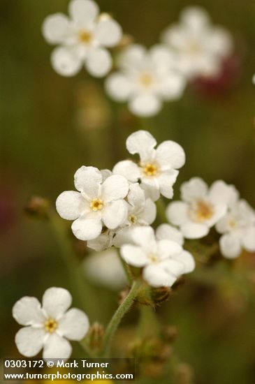 Popcorn Flower blossoms detail