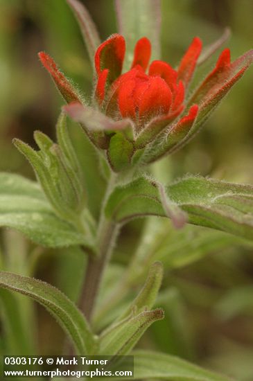 Frosted Indian Paintbrush