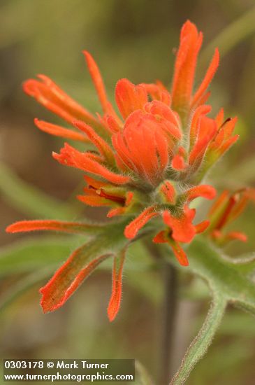 Frosted Indian Paintbrush bracts & blossoms