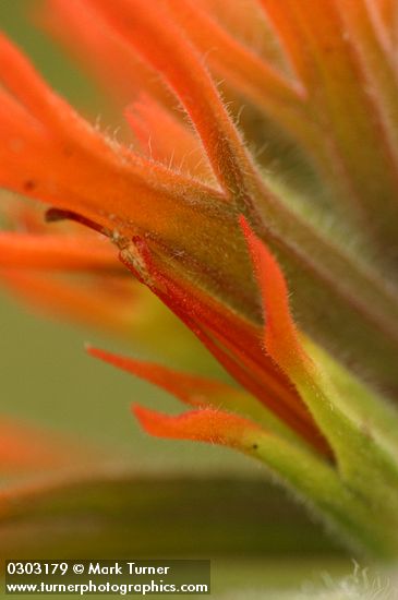 Frosted Indian Paintbrush bracts & blossom extreme detail