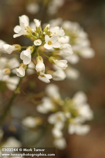 Siskiyou Pennycress blossoms detail