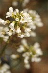 Siskiyou Pennycress blossoms detail