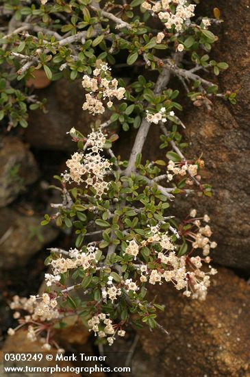 Squawcarpet blossoms & foliage