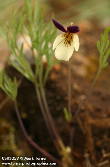 Oregon Violet blossom & foliage detail