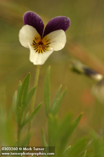 Oregon Violet blossom & foliage detail