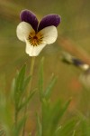 Oregon Violet blossom & foliage detail
