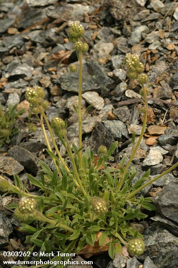 Serpentine Scorpionweed