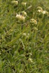 Serpentine Scorpionweed blossoms & foliage