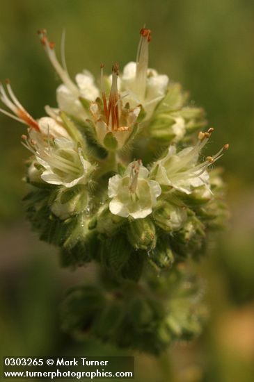 Serpentine Scorpionweed blossoms extreme detail