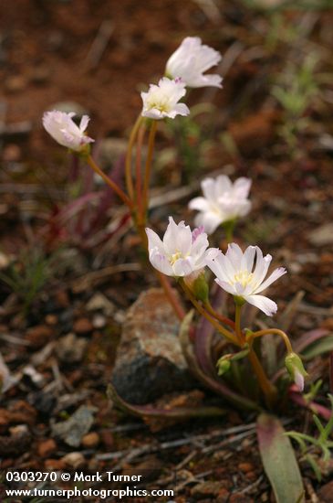 Lone Mountain Lewisia