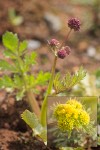 Purple Sanicle blossoms & foliage detail