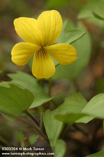 Pine Violet blossom & foliage detail