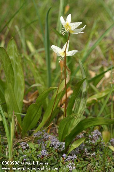Cream Fawn Lily above Dwarf Ceanothus