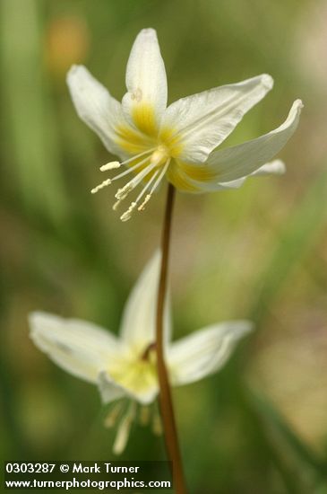 Cream Fawn Lily blossom detail