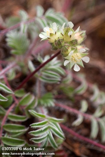Carrot-leafed Horkelia blossoms & foliage detail