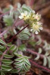 Carrot-leafed Horkelia blossoms & foliage detail