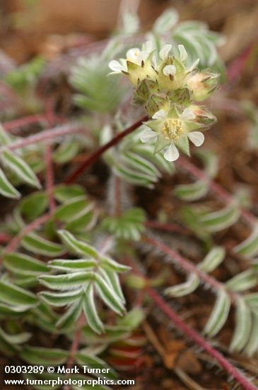 Carrot-leafed Horkelia blossoms & foliage detail