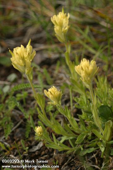 Yellow Indian Paintbrush
