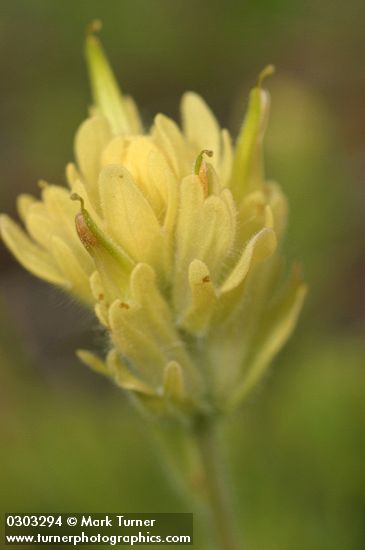 Yellow Indian Paintbrush bracts & blossoms detail