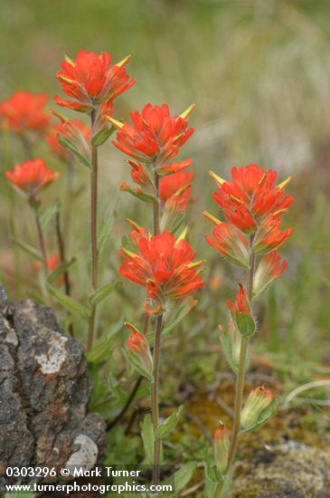 Orange Indian Paintbrush