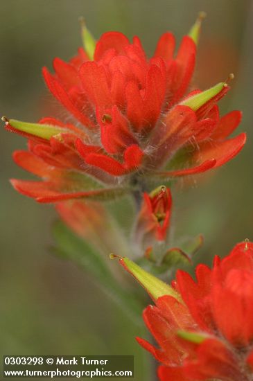 Orange Indian Paintbrush bracts & blossoms detail