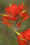 Orange Indian Paintbrush bracts & blossoms detail