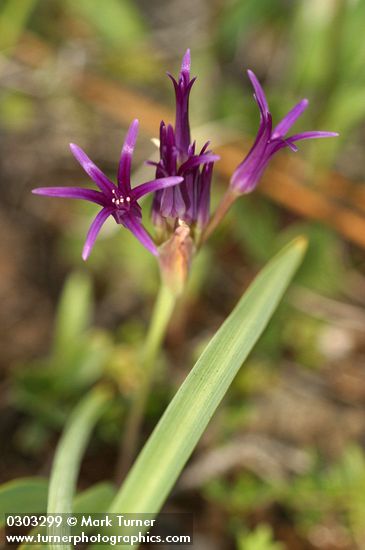 Onion blossoms & foliage detail