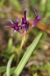 Onion blossoms & foliage detail