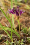 Onion blossoms & foliage