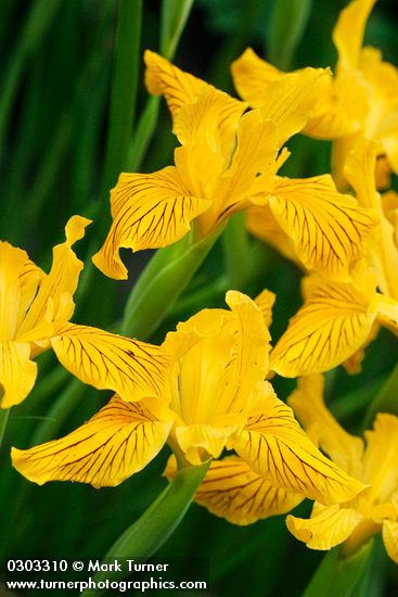 Golden Iris blossoms